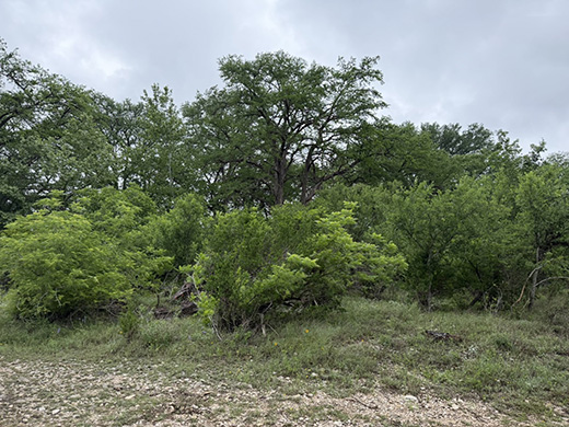 Solid Rock Real Estate listing